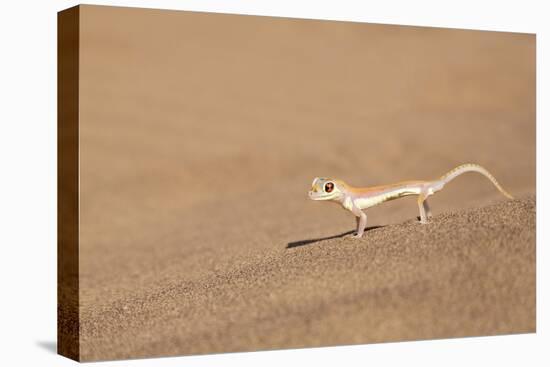 Namibia, Namib Desert. Palmetto gecko on sand.-Jaynes Gallery-Stretched Canvas