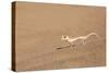 Namibia, Namib Desert. Palmetto gecko on sand.-Jaynes Gallery-Stretched Canvas