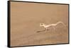 Namibia, Namib Desert. Palmetto gecko on sand.-Jaynes Gallery-Framed Stretched Canvas