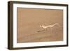 Namibia, Namib Desert. Palmetto gecko on sand.-Jaynes Gallery-Framed Photographic Print