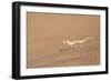 Namibia, Namib Desert. Palmetto gecko on sand.-Jaynes Gallery-Framed Photographic Print