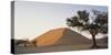Namibia, Namib Naukluft National Park, Acacia Tree and Red Sand Dunes, Sossusvlei-Paul Souders-Stretched Canvas