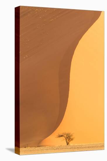 Namibia, Namib-Naukluft National Park, Sossusvlei. A dead camel thorn tree.-Ellen Goff-Stretched Canvas