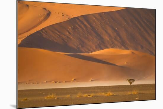 Namibia, Namib-Naukluft National Park, Sossusvlei. A dead camel thorn tree-Ellen Goff-Mounted Photographic Print