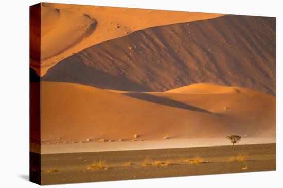 Namibia, Namib-Naukluft National Park, Sossusvlei. A dead camel thorn tree-Ellen Goff-Stretched Canvas