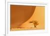 Namibia, Namib-Naukluft National Park, Sossusvlei. A dead camel thorn tree-Ellen Goff-Framed Photographic Print