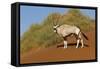 Namibia, Namib-Naukluft National Park, Sossusvlei. An Oryx standing on red sand.-Ellen Goff-Framed Stretched Canvas