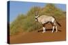 Namibia, Namib-Naukluft National Park, Sossusvlei. An Oryx standing on red sand.-Ellen Goff-Stretched Canvas