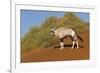 Namibia, Namib-Naukluft National Park, Sossusvlei. An Oryx standing on red sand.-Ellen Goff-Framed Photographic Print