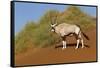 Namibia, Namib-Naukluft National Park, Sossusvlei. An Oryx standing on red sand.-Ellen Goff-Framed Stretched Canvas