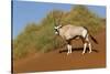 Namibia, Namib-Naukluft National Park, Sossusvlei. An Oryx standing on red sand.-Ellen Goff-Stretched Canvas