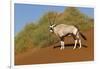 Namibia, Namib-Naukluft National Park, Sossusvlei. An Oryx standing on red sand.-Ellen Goff-Framed Photographic Print