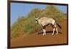 Namibia, Namib-Naukluft National Park, Sossusvlei. An Oryx standing on red sand.-Ellen Goff-Framed Photographic Print