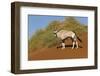 Namibia, Namib-Naukluft National Park, Sossusvlei. An Oryx standing on red sand.-Ellen Goff-Framed Photographic Print