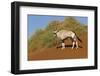 Namibia, Namib-Naukluft National Park, Sossusvlei. An Oryx standing on red sand.-Ellen Goff-Framed Photographic Print