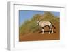 Namibia, Namib-Naukluft National Park, Sossusvlei. An Oryx standing on red sand.-Ellen Goff-Framed Photographic Print