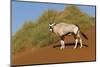 Namibia, Namib-Naukluft National Park, Sossusvlei. An Oryx standing on red sand.-Ellen Goff-Mounted Photographic Print