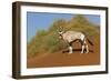 Namibia, Namib-Naukluft National Park, Sossusvlei. An Oryx standing on red sand.-Ellen Goff-Framed Photographic Print