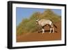 Namibia, Namib-Naukluft National Park, Sossusvlei. An Oryx standing on red sand.-Ellen Goff-Framed Photographic Print