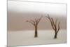 Namibia, Namib-Naukluft National Park, Sossusvlei, Dead Vlei. Ancient camel thorn trees in the fog.-Ellen Goff-Mounted Photographic Print