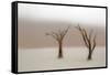 Namibia, Namib-Naukluft National Park, Sossusvlei, Dead Vlei. Ancient camel thorn trees in the fog.-Ellen Goff-Framed Stretched Canvas