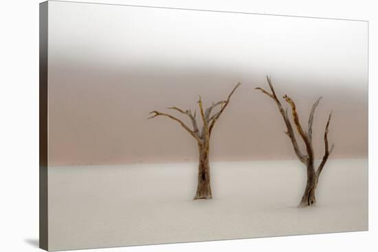 Namibia, Namib-Naukluft National Park, Sossusvlei, Dead Vlei. Ancient camel thorn trees in the fog.-Ellen Goff-Stretched Canvas