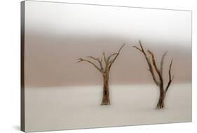 Namibia, Namib-Naukluft National Park, Sossusvlei, Dead Vlei. Ancient camel thorn trees in the fog.-Ellen Goff-Stretched Canvas