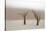 Namibia, Namib-Naukluft National Park, Sossusvlei, Dead Vlei. Ancient camel thorn trees in the fog.-Ellen Goff-Stretched Canvas