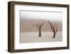 Namibia, Namib-Naukluft National Park, Sossusvlei, Dead Vlei. Ancient camel thorn trees in the fog.-Ellen Goff-Framed Photographic Print