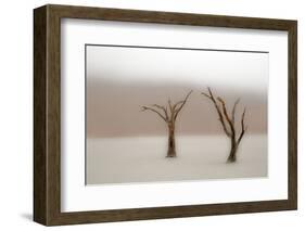 Namibia, Namib-Naukluft National Park, Sossusvlei, Dead Vlei. Ancient camel thorn trees in the fog.-Ellen Goff-Framed Photographic Print