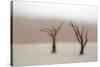 Namibia, Namib-Naukluft National Park, Sossusvlei, Dead Vlei. Ancient camel thorn trees in the fog.-Ellen Goff-Stretched Canvas