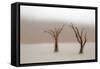 Namibia, Namib-Naukluft National Park, Sossusvlei, Dead Vlei. Ancient camel thorn trees in the fog.-Ellen Goff-Framed Stretched Canvas