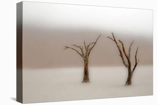 Namibia, Namib-Naukluft National Park, Sossusvlei, Dead Vlei. Ancient camel thorn trees in the fog.-Ellen Goff-Stretched Canvas