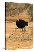 Namibia, Namib-Naukluft National Park, Sossusvlei. Male ostrich walking in the desert scrub.-Ellen Goff-Stretched Canvas