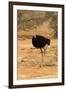 Namibia, Namib-Naukluft National Park, Sossusvlei. Male ostrich walking in the desert scrub.-Ellen Goff-Framed Photographic Print