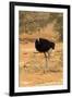 Namibia, Namib-Naukluft National Park, Sossusvlei. Male ostrich walking in the desert scrub.-Ellen Goff-Framed Photographic Print