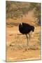 Namibia, Namib-Naukluft National Park, Sossusvlei. Male ostrich walking in the desert scrub.-Ellen Goff-Mounted Photographic Print