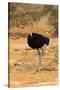 Namibia, Namib-Naukluft National Park, Sossusvlei. Male ostrich walking in the desert scrub.-Ellen Goff-Stretched Canvas