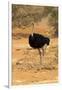 Namibia, Namib-Naukluft National Park, Sossusvlei. Male ostrich walking in the desert scrub.-Ellen Goff-Framed Photographic Print