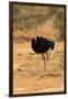 Namibia, Namib-Naukluft National Park, Sossusvlei. Male ostrich walking in the desert scrub.-Ellen Goff-Framed Photographic Print