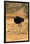 Namibia, Namib-Naukluft National Park, Sossusvlei. Male ostrich walking in the desert scrub.-Ellen Goff-Framed Photographic Print