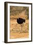 Namibia, Namib-Naukluft National Park, Sossusvlei. Male ostrich walking in the desert scrub.-Ellen Goff-Framed Photographic Print