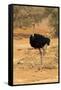 Namibia, Namib-Naukluft National Park, Sossusvlei. Male ostrich walking in the desert scrub.-Ellen Goff-Framed Stretched Canvas