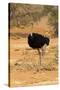 Namibia, Namib-Naukluft National Park, Sossusvlei. Male ostrich walking in the desert scrub.-Ellen Goff-Stretched Canvas