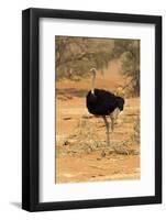Namibia, Namib-Naukluft National Park, Sossusvlei. Male ostrich walking in the desert scrub.-Ellen Goff-Framed Photographic Print