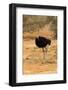 Namibia, Namib-Naukluft National Park, Sossusvlei. Male ostrich walking in the desert scrub.-Ellen Goff-Framed Photographic Print