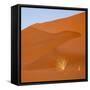 Namibia, Namib-Naukluft Park. Bushman's Grass and Red Sand Dune-Jaynes Gallery-Framed Stretched Canvas