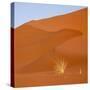 Namibia, Namib-Naukluft Park. Bushman's Grass and Red Sand Dune-Jaynes Gallery-Stretched Canvas
