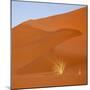 Namibia, Namib-Naukluft Park. Bushman's Grass and Red Sand Dune-Jaynes Gallery-Mounted Photographic Print