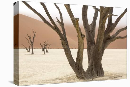 Namibia, Namib-Naukluft Park, Deadvlei. Dead camelthorn trees and fog.-Jaynes Gallery-Stretched Canvas